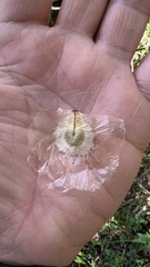 Amphilophium crucigerum