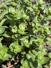 Lysimachia arvensis