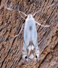 Phyllocnistis vitifoliella