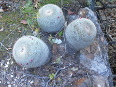 Mammillaria haageana conspicua