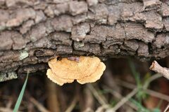 Oxychaete cervinogilva