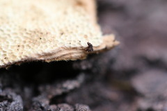 Oxychaete cervinogilva