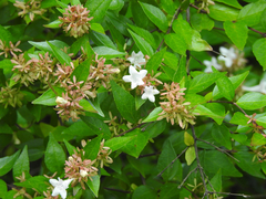 Abelia
