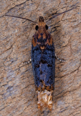 Eucosma ochroterminana