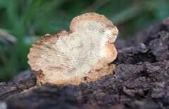 Oxychaete cervinogilva