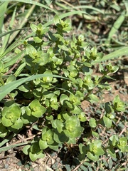 Lysimachia arvensis