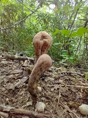 Clavariaceae