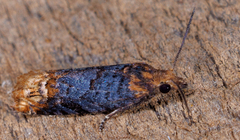 Eucosma ochroterminana