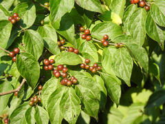 Celtis occidentalis