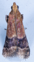 Eulogia ochrifrontella