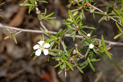 Leptospermum