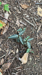 Chimaphila maculata