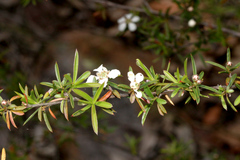 Leptospermum