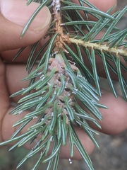 Choristoneura fumiferana