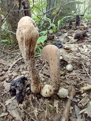 Clavariaceae