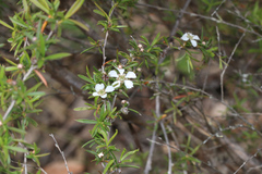 Leptospermum