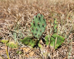 Opuntia macrorhiza