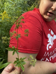 Thalictrum pubescens