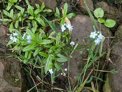 Myosotis scorpioides