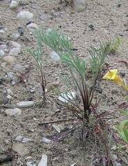 Artemisia campestris
