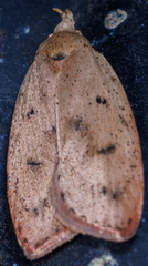 Machimia tentoriferella