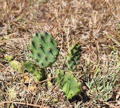 Opuntia macrorhiza