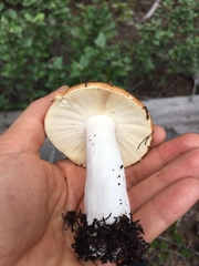 Russula decolorans