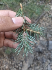 Choristoneura fumiferana