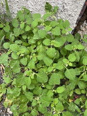 Solanum sarrachoides