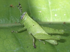 Abracris flavolineata