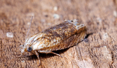 Eucosma ochrocephala