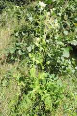 Cirsium oleraceum