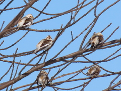 Plectrophenax nivalis