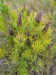 Protea repens