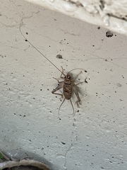Gryllodes sigillatus