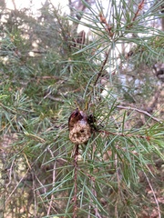 Hakea sericea