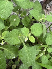 Solanum sarrachoides