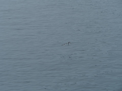 Haematopus ostralegus