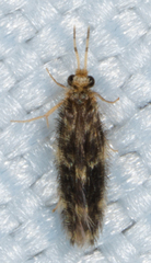 Hydroptilidae