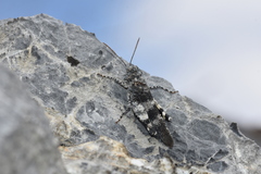 Oedipoda
