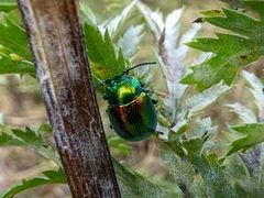 Chrysolina graminis