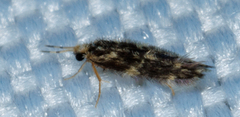 Hydroptilidae