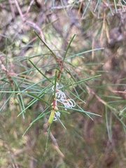 Hakea sericea