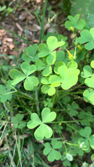 Oxalis dillenii