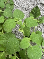 Solanum sarrachoides