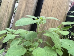 Solanum sarrachoides