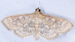 Herpetogramma pertextalis