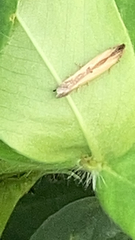 Elasmopalpus lignosella