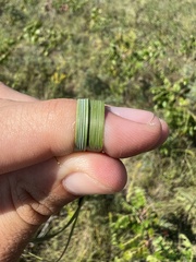 Hesperostipa spartea