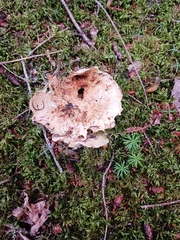 Lactifluus deceptivus